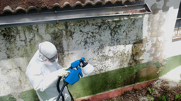 Top rated local Basement Mold Removal specialists in Sun City Center, FL